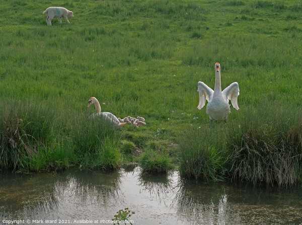 A Swan Family in harmony with Sheep and the Land. Picture Board by Mark Ward