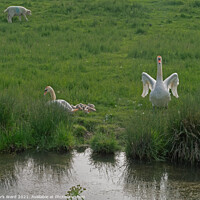 Buy canvas prints of A Swan Family in harmony with Sheep and the Land. by Mark Ward