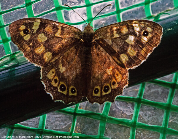 Speckled Wood Butterfly Picture Board by Mark Ward