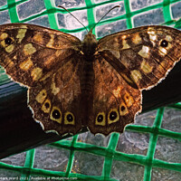 Buy canvas prints of Speckled Wood Butterfly by Mark Ward