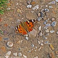 Buy canvas prints of Painted Lady Butterfly. by Mark Ward