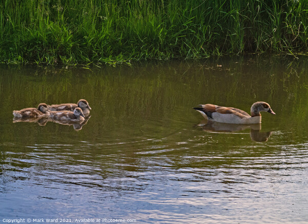 Egyptian Goose with young following. Picture Board by Mark Ward