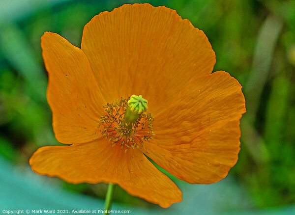 Orange Poppy. Picture Board by Mark Ward