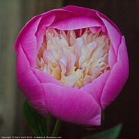Buy canvas prints of Peony Pillow. by Mark Ward