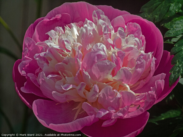 Plunge into a Peony. Picture Board by Mark Ward