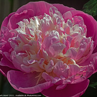 Buy canvas prints of Plunge into a Peony. by Mark Ward