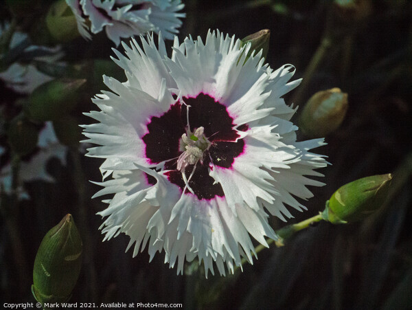 Dianthus Delight. Picture Board by Mark Ward