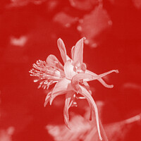 Buy canvas prints of Aquilegia Amore. by Mark Ward