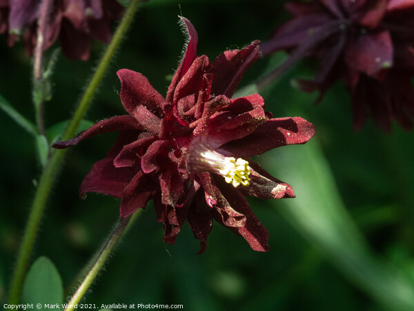 Tiny Aquilegia Picture Board by Mark Ward