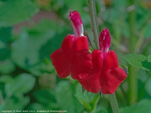 Salvia Hot Lips. Picture Board by Mark Ward
