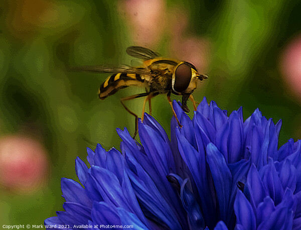 Hoverfly on a Cornflower. Picture Board by Mark Ward