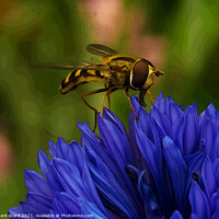 Buy canvas prints of Hoverfly on a Cornflower. by Mark Ward