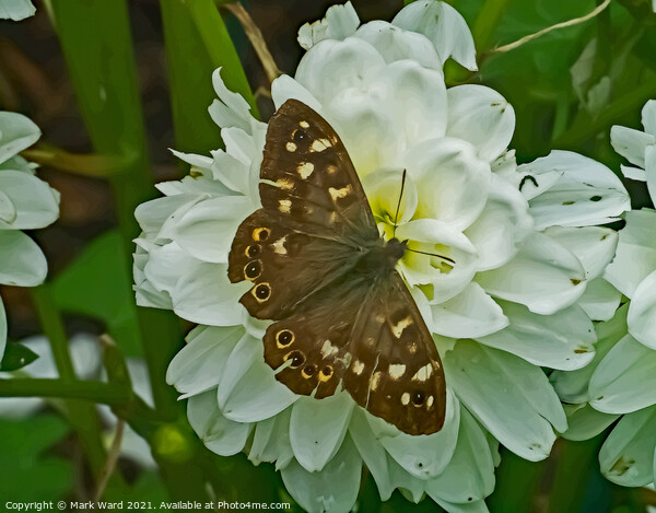 Speckled wood Butterfly. Picture Board by Mark Ward