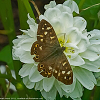 Buy canvas prints of Speckled wood Butterfly. by Mark Ward