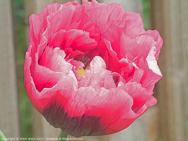 Pink Poppy. Picture Board by Mark Ward