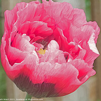 Buy canvas prints of Pink Poppy. by Mark Ward