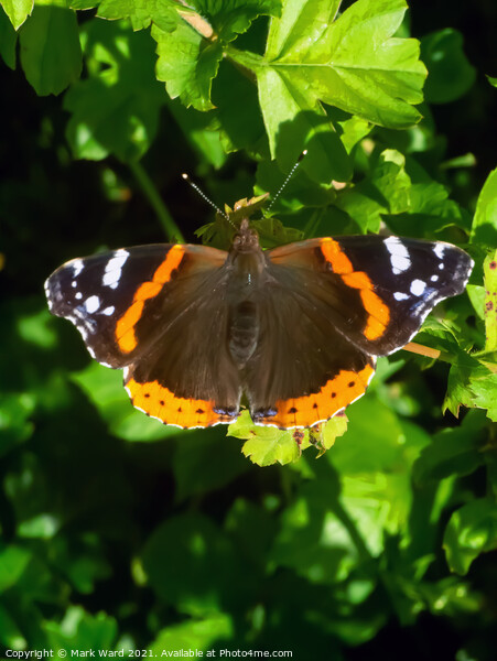 Red Admiral Butterfly Picture Board by Mark Ward