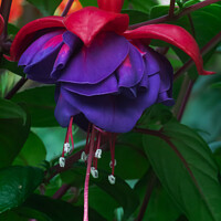 Buy canvas prints of Forget the Past, this is the Fuchsia. by Mark Ward