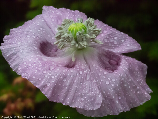 Poppy in the Rain Picture Board by Mark Ward