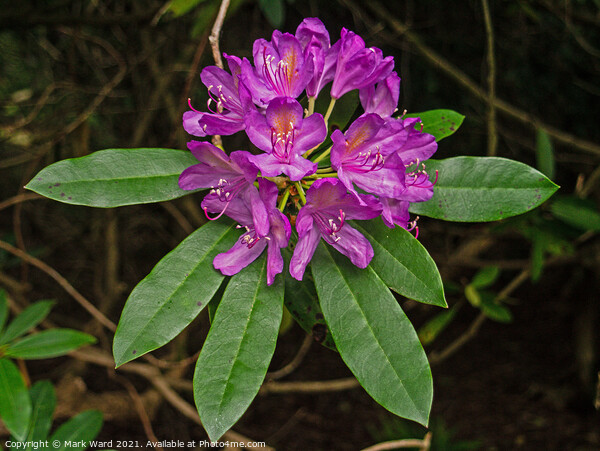 Pink Rhododendron Display in June. Picture Board by Mark Ward
