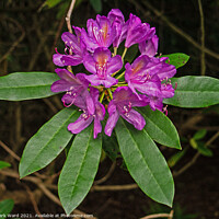 Buy canvas prints of Pink Rhododendron Display in June. by Mark Ward