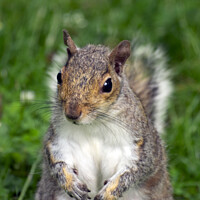 Buy canvas prints of Inquisitive Squirrel. by Mark Ward