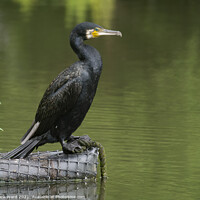Buy canvas prints of Statuesque Cormorant. by Mark Ward