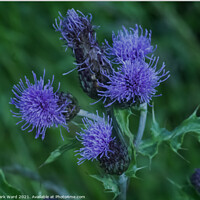 Buy canvas prints of Thistle Flowers by Mark Ward