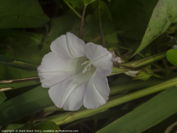 The Bindweed Flower. Picture Board by Mark Ward
