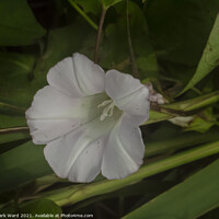 Buy canvas prints of The Bindweed Flower. by Mark Ward
