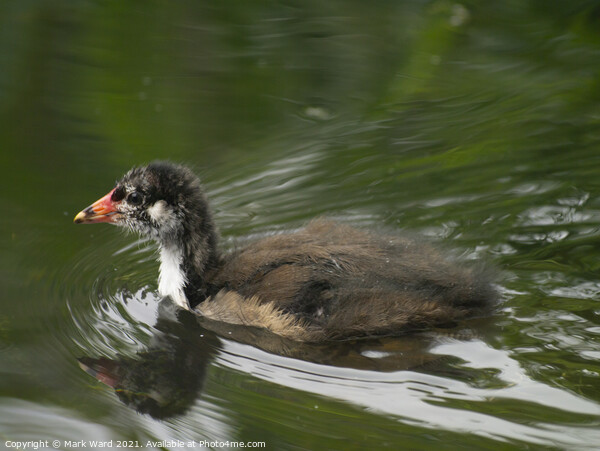 Baby Moorhen on the Water. Picture Board by Mark Ward