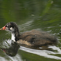 Buy canvas prints of Baby Moorhen on the Water. by Mark Ward