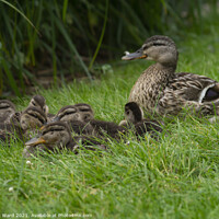 Buy canvas prints of The Mallard Family of Hastings. by Mark Ward