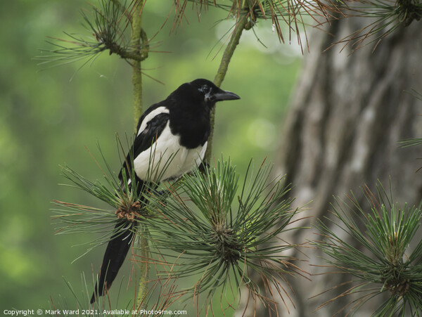 Magpie in a Pine Tree. Picture Board by Mark Ward