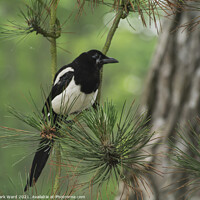Buy canvas prints of Magpie in a Pine Tree. by Mark Ward