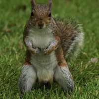 Buy canvas prints of Give Me Your Nuts! by Mark Ward