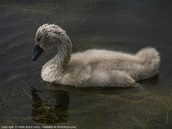 Cygnet Learning to Forage in the Weed. Picture Board by Mark Ward