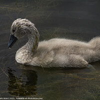 Buy canvas prints of Cygnet Learning to Forage in the Weed. by Mark Ward
