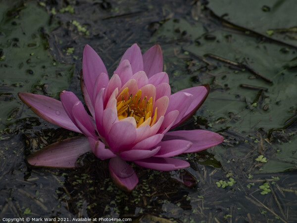 Pink Waterlily Picture Board by Mark Ward