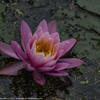 Buy canvas prints of Pink Waterlily by Mark Ward