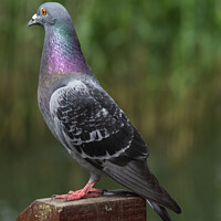 Buy canvas prints of Pigeon in Pose. by Mark Ward