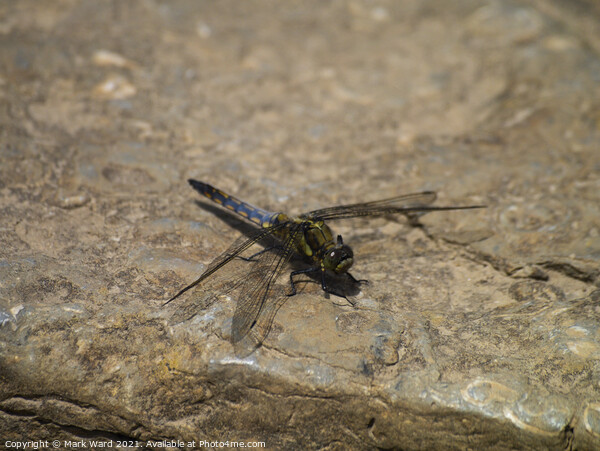 Dragonfly on a Rock Picture Board by Mark Ward