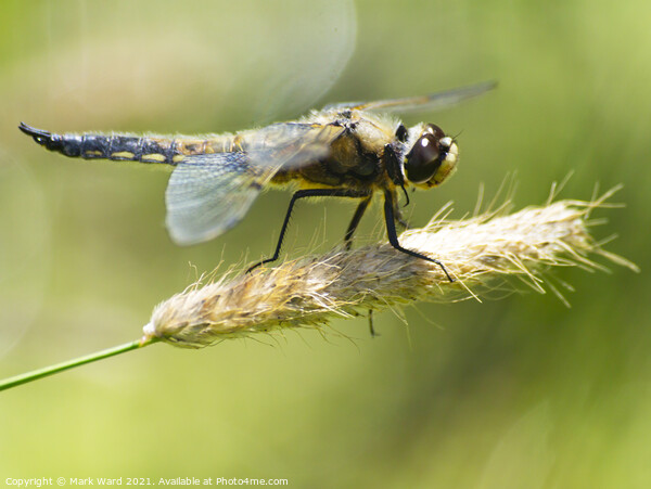 Dragonfly perched with wings outstretched. Picture Board by Mark Ward