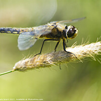 Buy canvas prints of Dragonfly perched with wings outstretched. by Mark Ward
