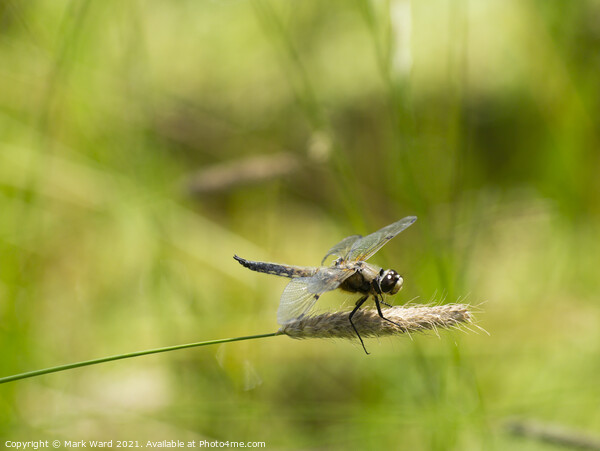 Dragonfly in the Country Picture Board by Mark Ward