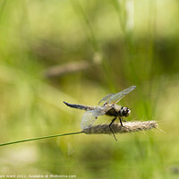 Buy canvas prints of Dragonfly in the Country by Mark Ward