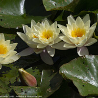 Buy canvas prints of Golden Water Lily by Mark Ward