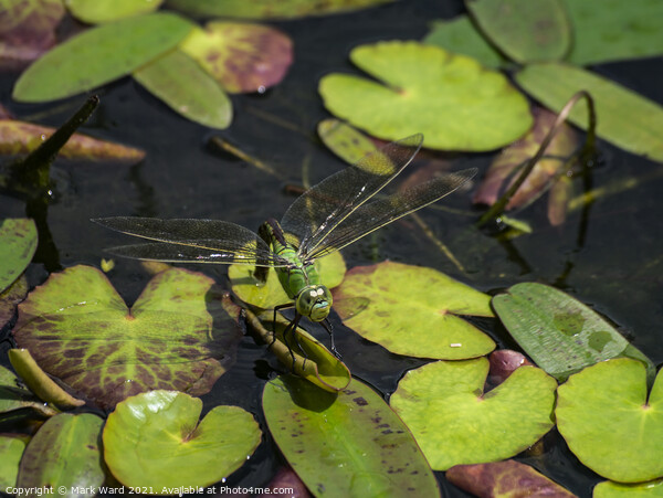 Large Green Dragonfly Picture Board by Mark Ward