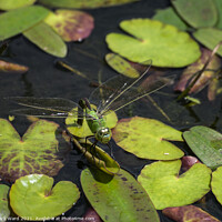Buy canvas prints of Large Green Dragonfly by Mark Ward