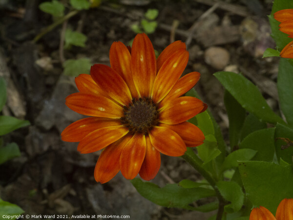 Bright Orange Osteospermum Picture Board by Mark Ward